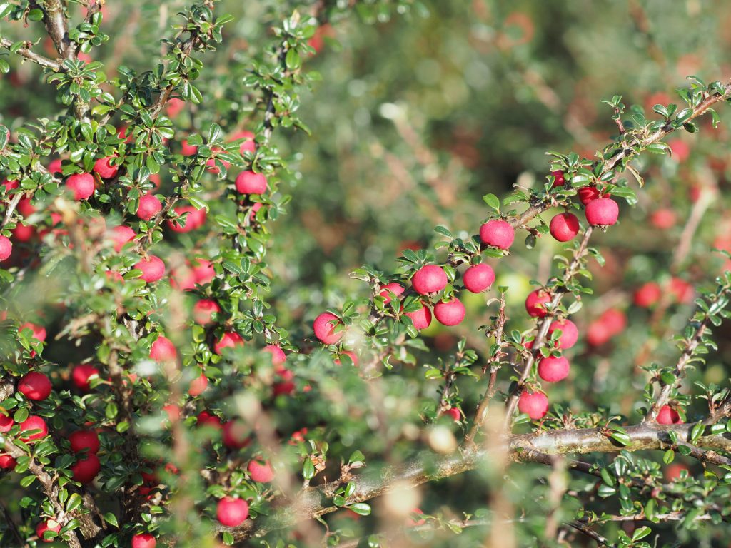 olympus 75mm f/1.8 review image sample