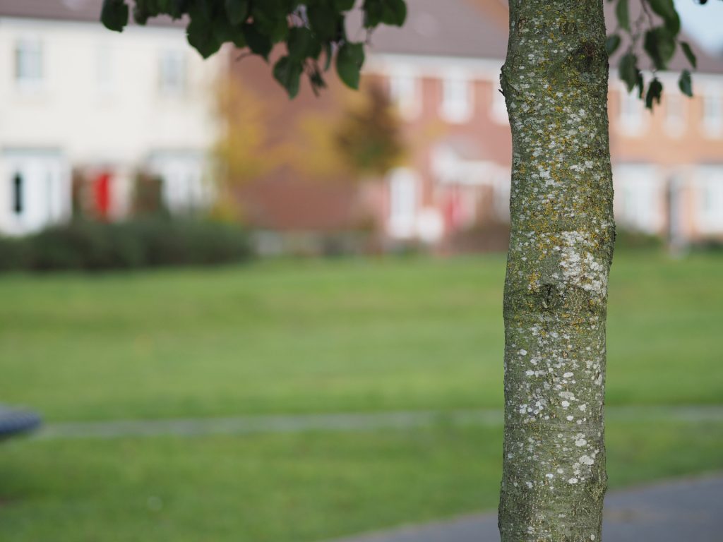 olympus 75mm 1.8 review bokeh sample