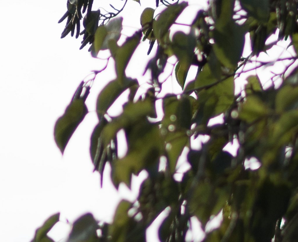 olympus 75mm 1.8 review purple fringing