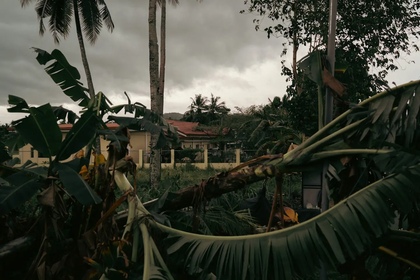 Our house through snapped trees
