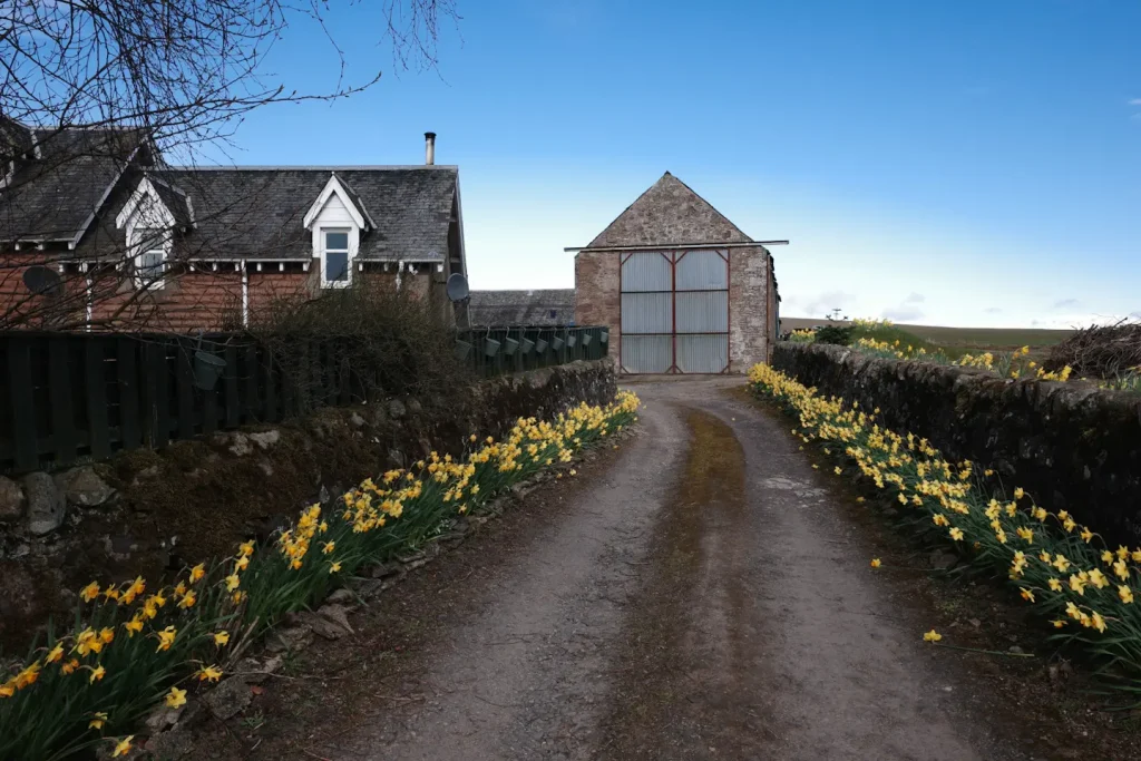 Daffodils in early Spring, lining the driveway of a house in Perthshire, Scotland. 