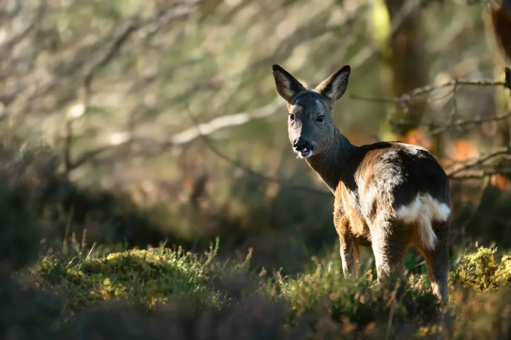 A roe deer bathed in golden morning light in a woodland turns around to look directly at the camera.