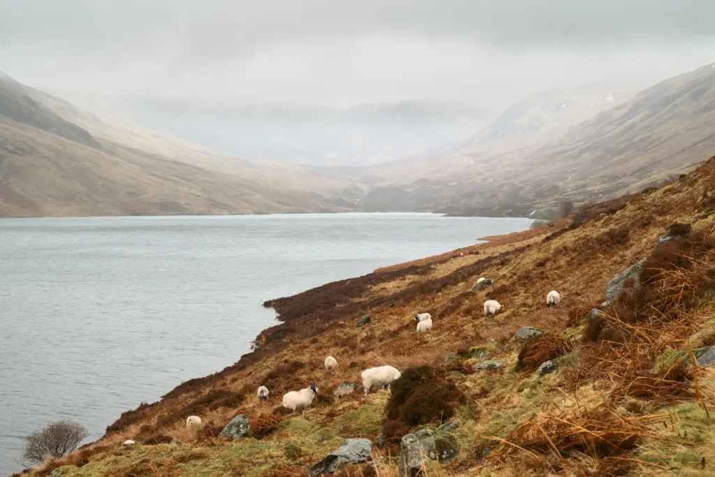 Loch turret reservoir with sheep grzing and cloud covered mountains in the background. 