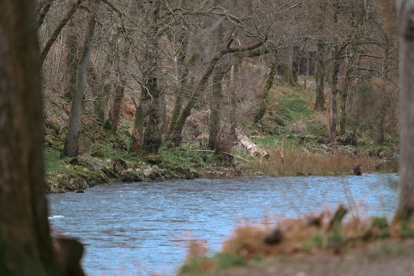 A photo taken through trees showing the River Earn in Perthshire Scotland.