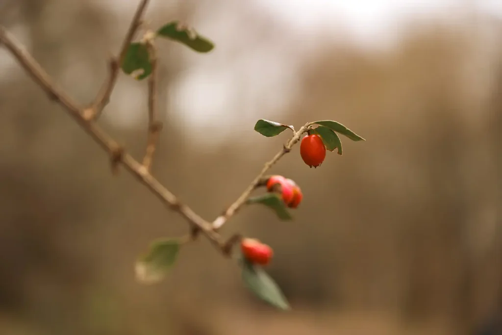 Red seeds on a tree with warm woodland tones in the blurred background. Photo is taken wide-open on the Fuji 16-55mm f/2.8 II lens. 