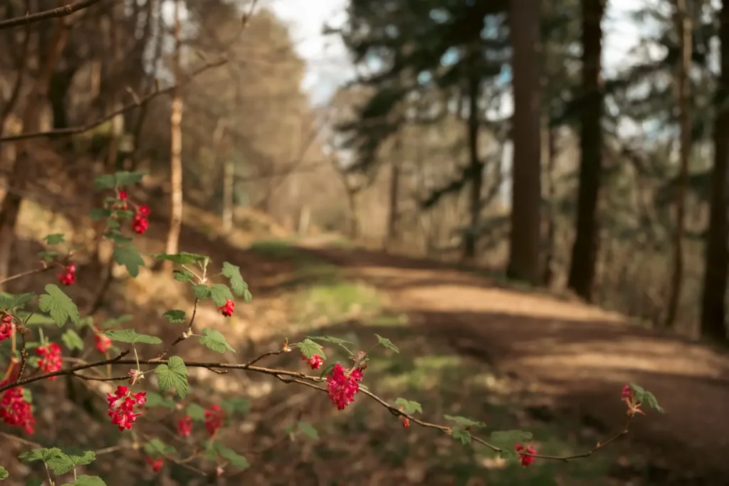A woodland scene capturing red flowers in the foreground with a tree lined bath bathed in dappled sunlight behind. 