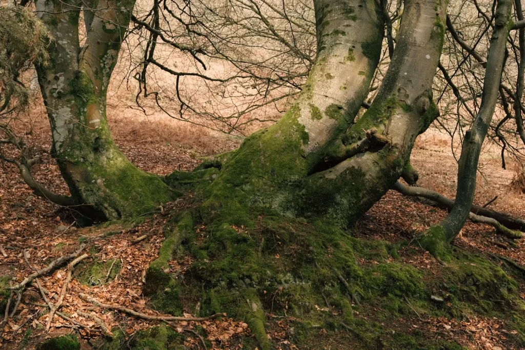 A moss covered tree with rust colored leaves laying on the floor all around it. 