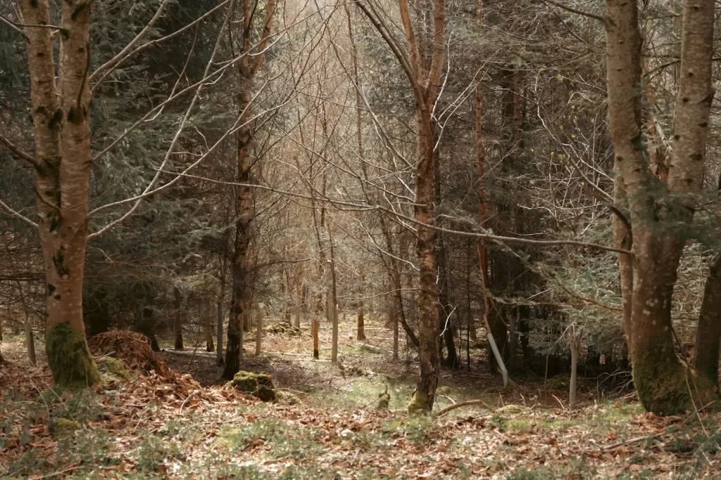 A photo of woodland in Pertshire, Scotland taken on the Fujifilm 16-55mm f/2.8 II lens. 
