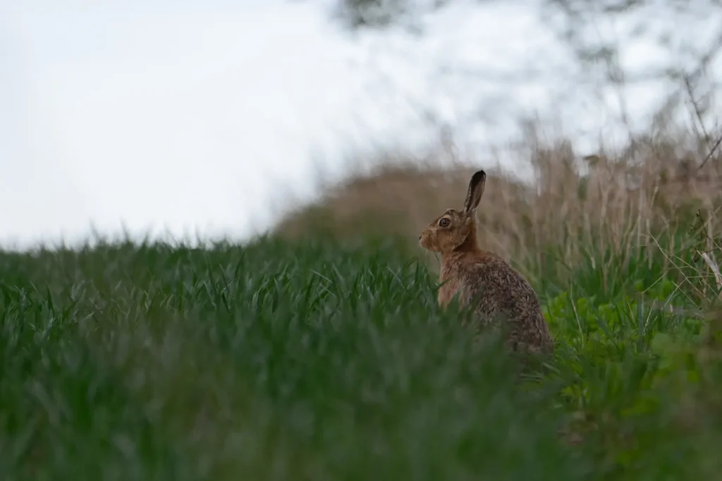 A brown Hare sat at the edge of a field looking out across it. Hare is sat in an upright position with his ears up. 