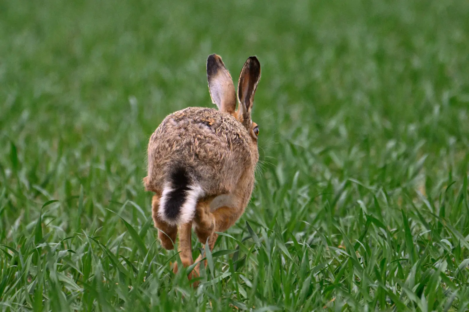 A Hare bolting and running away from the camera in amongst a grassy field. Photograph taken on the Nikon Z8 camera and Nikon Z 180-600mm lens.