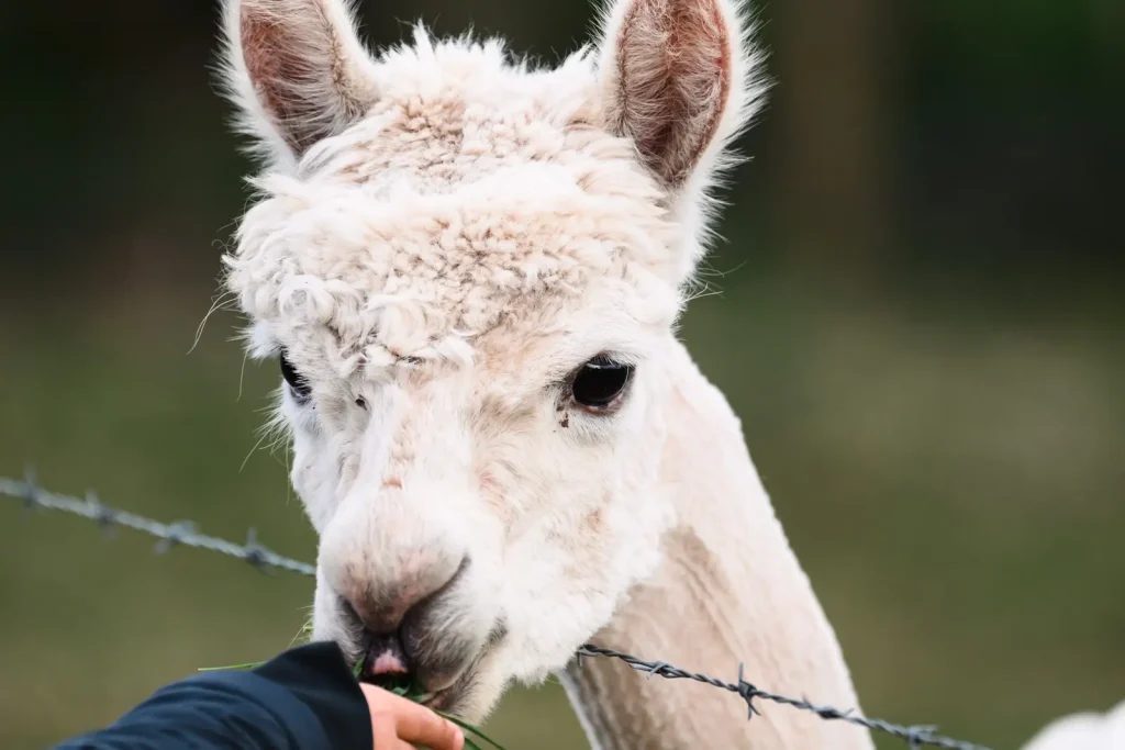 A white Llama being fed grass over a fence in the Scottish countryside. 