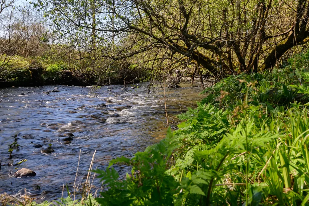 A photo of a riverbank taken on a Nikon Z8 camera without a circular polarising filter attached. 