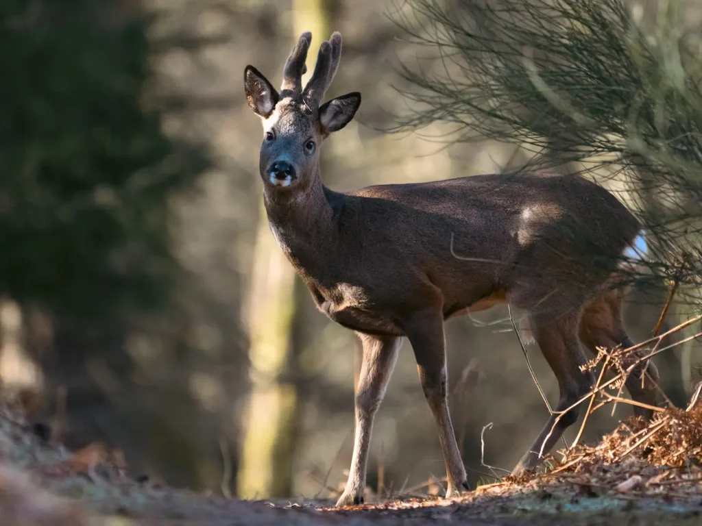 A Roe deer buck crossing a woodland path. Photo taken on the Nikon Z8 and Nikon Z 180-600mm lens.