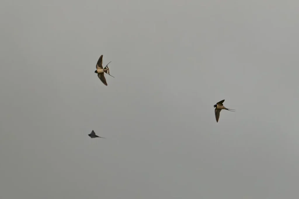 A group of Swallows flying overhead, feeding on insects above farmland. 