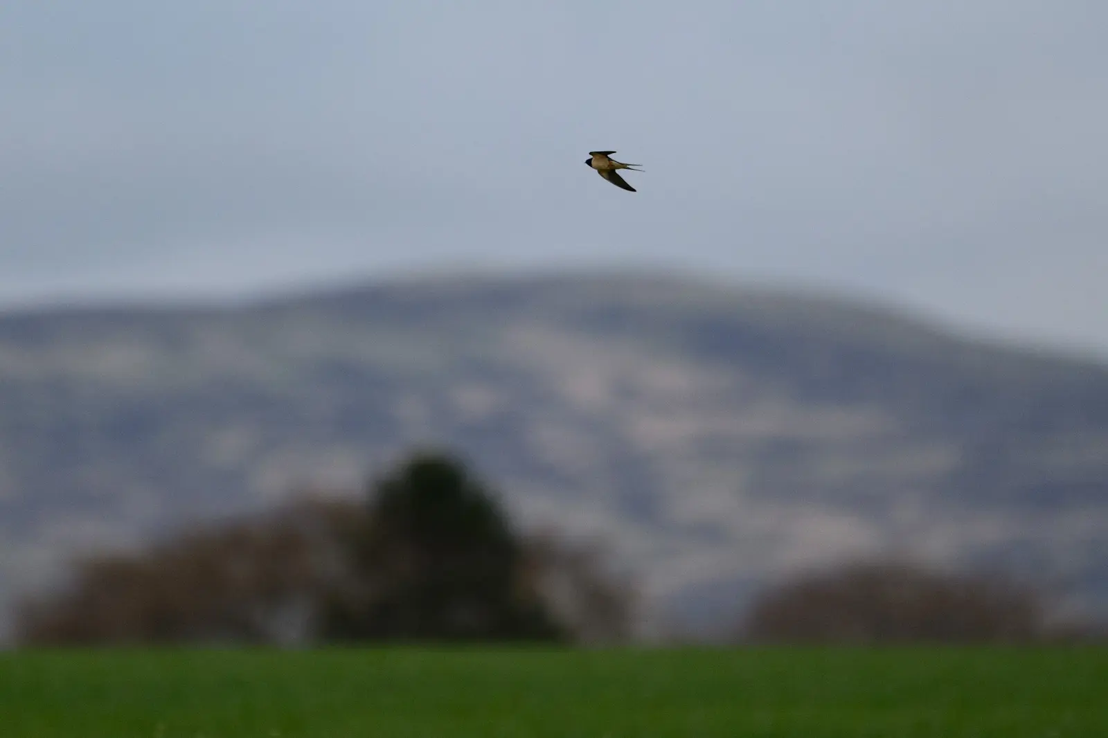 Swallow in flight tracking sequence frame 3 Nikon Z8