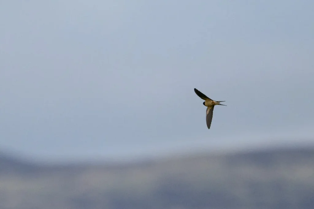 A Swallow mid-flight photographed on the Nikon Z8 camera and Nikon Z 180-600mm lens. 