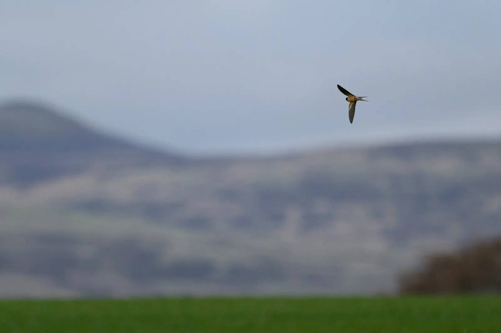 Swallow in flight tracking sequence frame 2 Nikon Z8