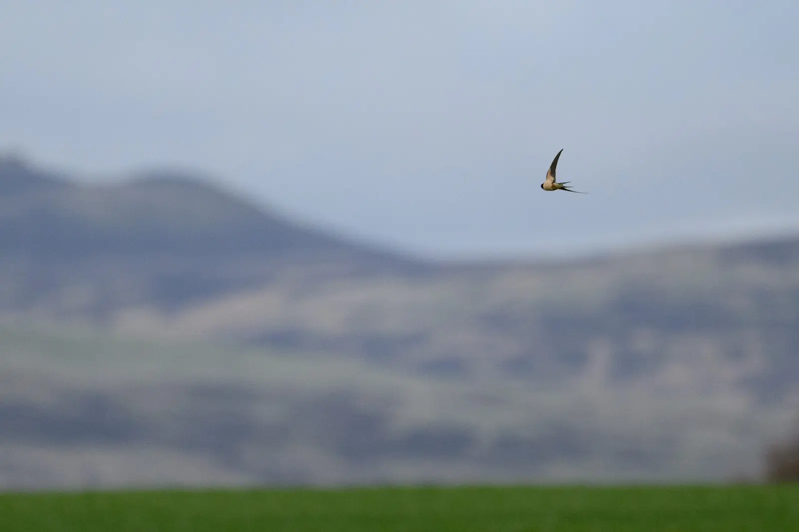 Swallow in flight tracking sequence frame 1 Nikon Z8