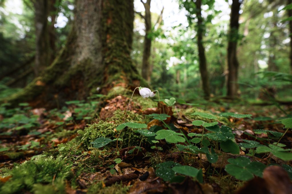 A lone white woodland flower on a carpet of moss with trees in the background. 