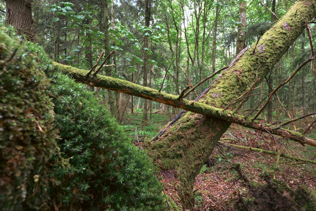 A fallen tree at a 45 degree angle to teh ground in a Scottish woodland. Photo is taken on the Nikon Z6III camera with Nikon Z 20mm 1.8S lens. 