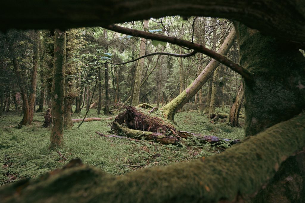 A fallen tree in a Scottish woodland, viewed through the branches of another tree. 