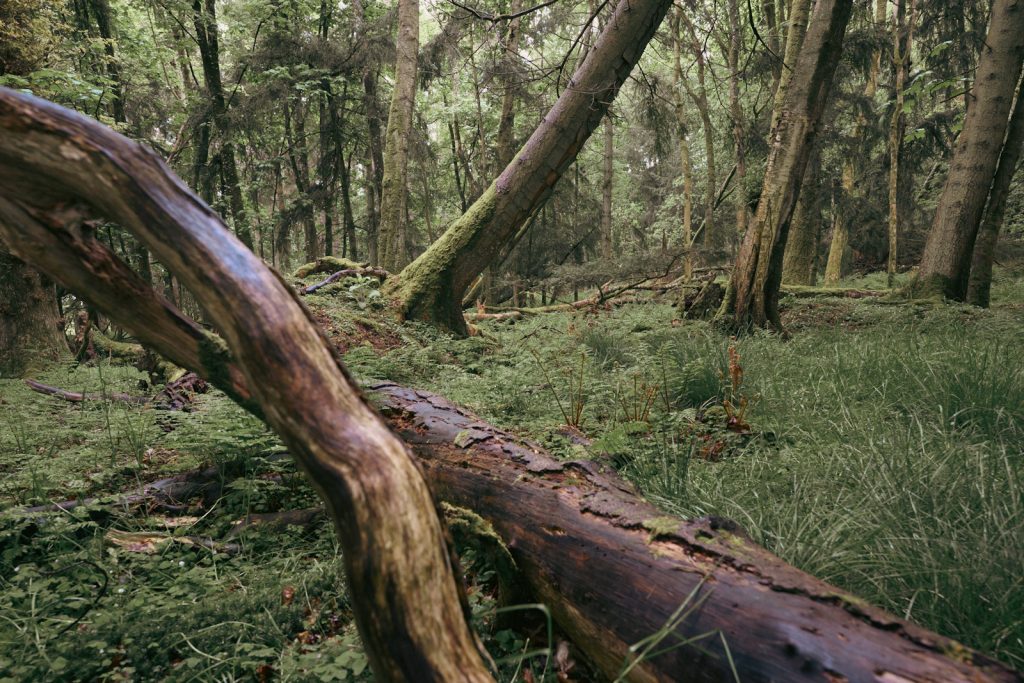 A row of trees leaning over in woodland near Auchterarder, Scotland. 