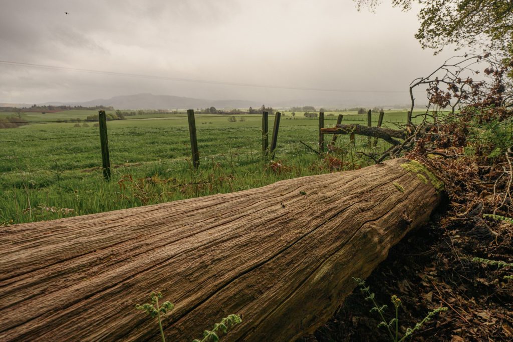 A fallen tree overlooking farmland near Auchterarder in Scotland.