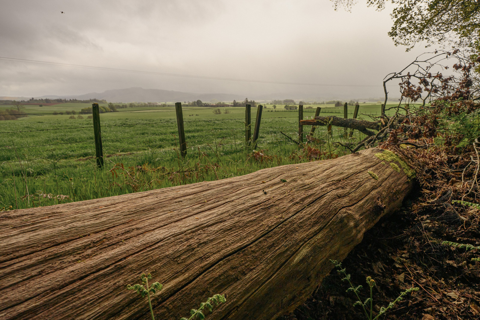 A fallen tree overlooking farmland near Auchterarder in Scotland.