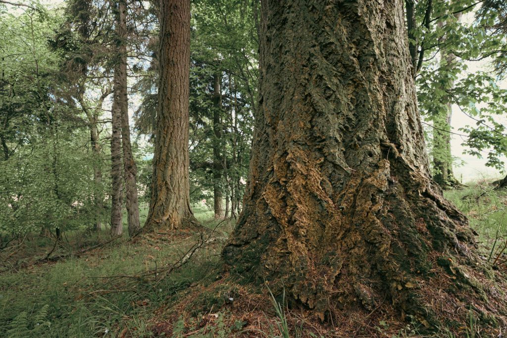 A row of Scotts Pine trees in a Scottish woodland near Auchterarder. 