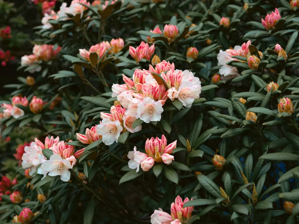 Flowers and leaves captured to show the vivid colour produced by the Fuji GFX100S camera.