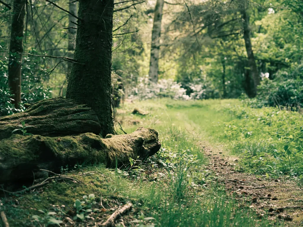 An ethereal feeling photo of a small woodland trail amongst trees. Photo taken on the Fuji GFX100S camera and Fuji GF 80mm 1.7 lens.