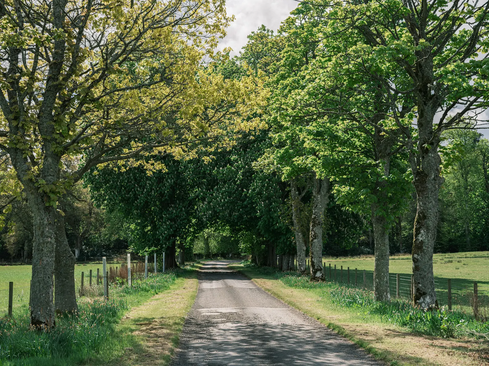 A row trees line the driveway to Strathearn Castle in Perthshire, Scotland. Photo is taken on the Fujifilm GFX100S camera and GF 80mm 1.7 lens.