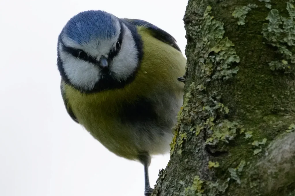 An extreme crop of a Blue Tit bird. Photo takes advantage of the resolution of the Nikon Z8's 45mp sensor. 