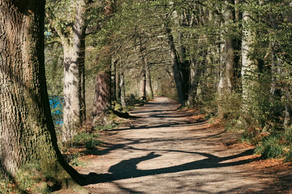 A tree lined path next to the River Earn in Crieff, Scotland. Photograph is taken on the Nikon Z8 + Nikon Z 24-120mm f/4S lens. 