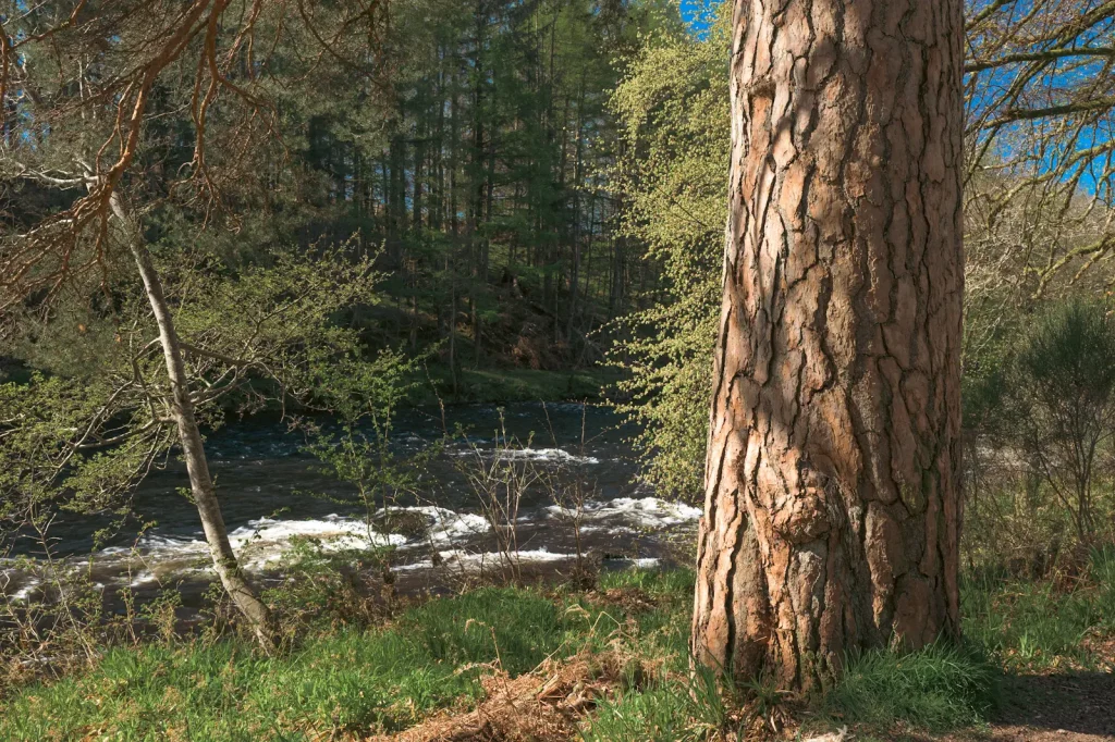 The trunk of a Scotts Pine tree illuminated by late afternoon sun with the River Earn in the background. Photo is taken on the Nikon Z8 and Nikon Z 24-120mm f/4S lens. 