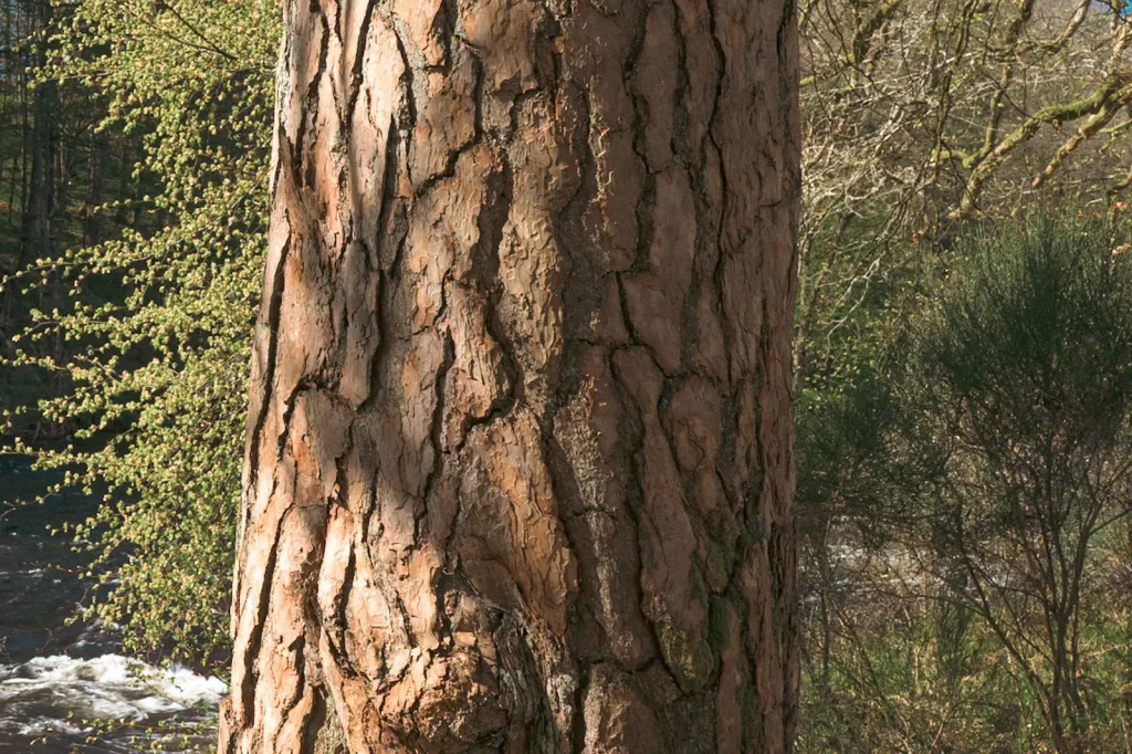 A 100% crop of the above image showing the sharpness of the Nikon Z 24-120mm f/4S lens. 