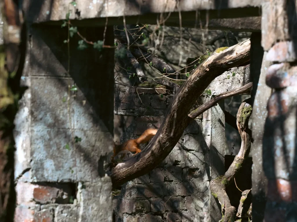 A Red Squirrel, darting along a tree branch that has grown in to a derelict building in the woods near to Crieff in Scotland. Photo is taken on the Nikon Z 24-120mm f/4S lens. 