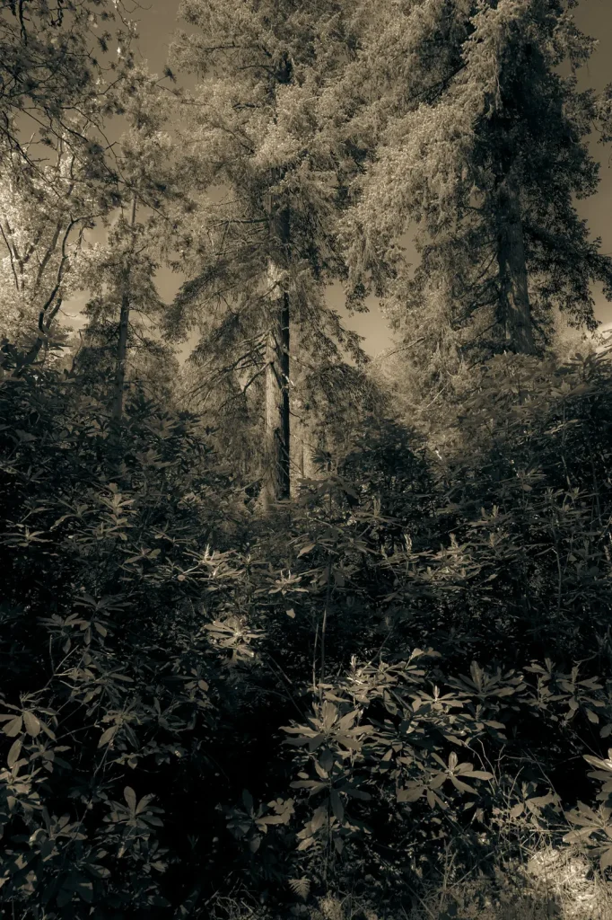 A Sepia-toned photo of Scotts Pine trees towering above the canopy of woodland near to Tullibardine in Scotland.
