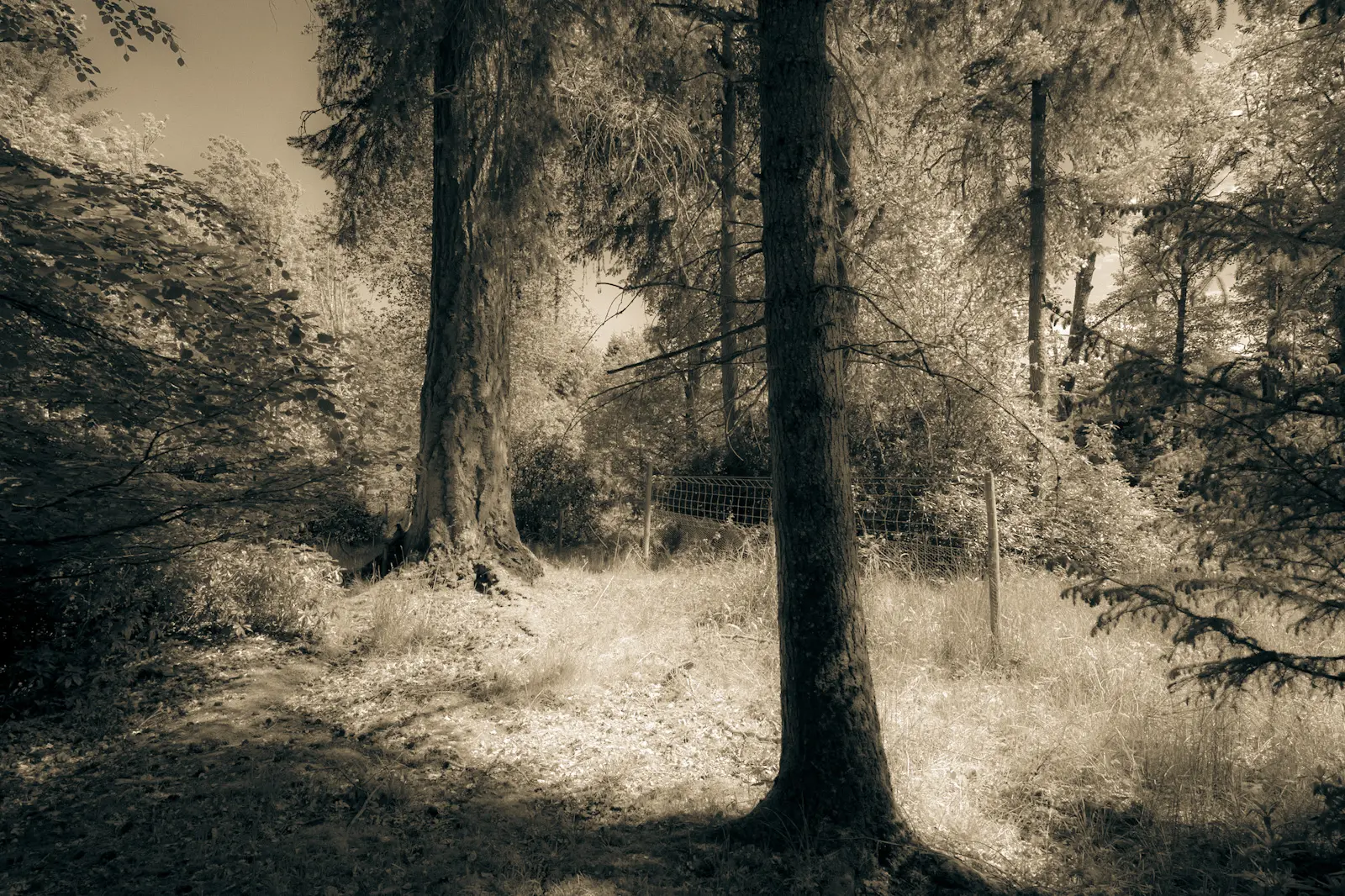 A sepia toned photograph of Scottish woodland in bright sunshine. Photo is taken on the Nikon Z8 camera and Nikon Z 20mm 1.8S lens.