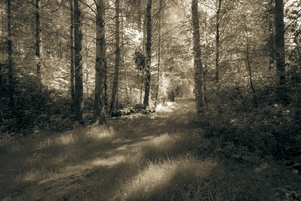 A Sepia-toned photo showing pockets of light in woodland near to Auchterarder in Scotland.