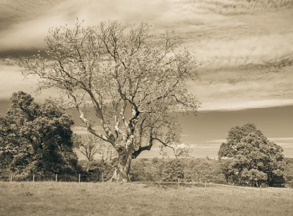 A Sepia-toned photo of a large tree in Scotland. Photo taken on the Nikon Z8 and 20mm 1.8S lens.