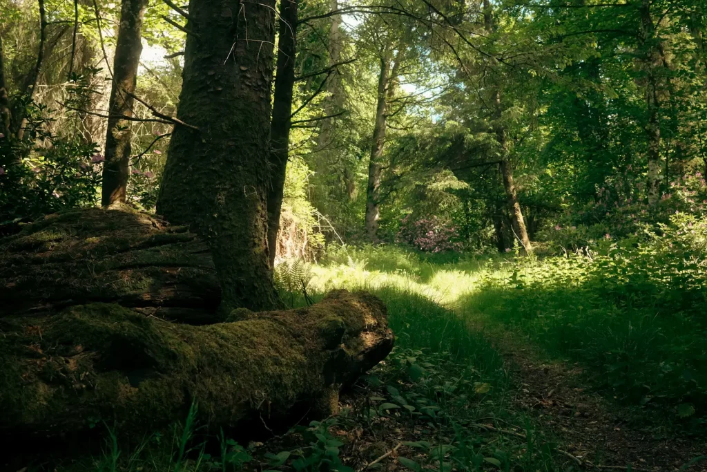 Fallen tree branches pointing towards a forest clearing illuminated by shafts of light. Photo is taken on the Fuji X100VI. 