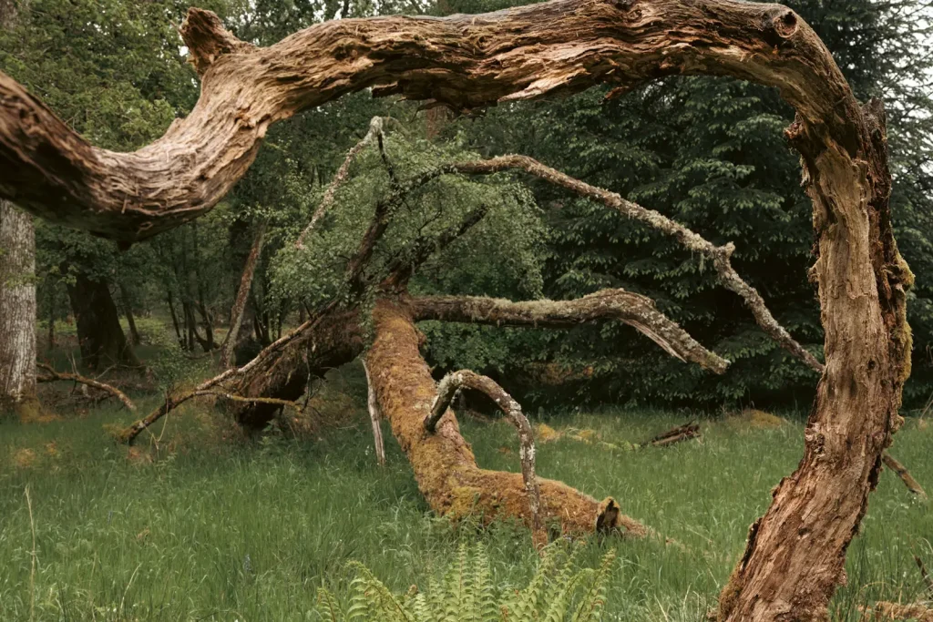 A fallen tree lying on the woodland floor, its branches creating swirling patterns. Photo taken on the Fuji X-T5 + 16-55mm f/2.8II lens.
