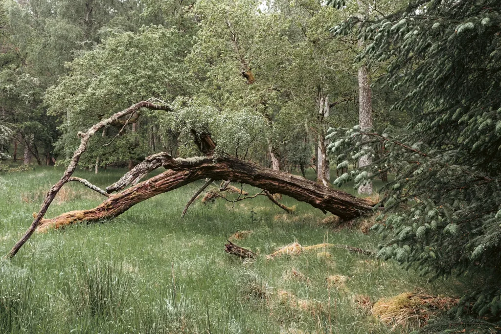A fallen tree arches over grass on the edge of woodland in Perthshire, Scotland. Photo is taken with the Fuji X-T5 and Fuji 18mm 1.4WR lens.