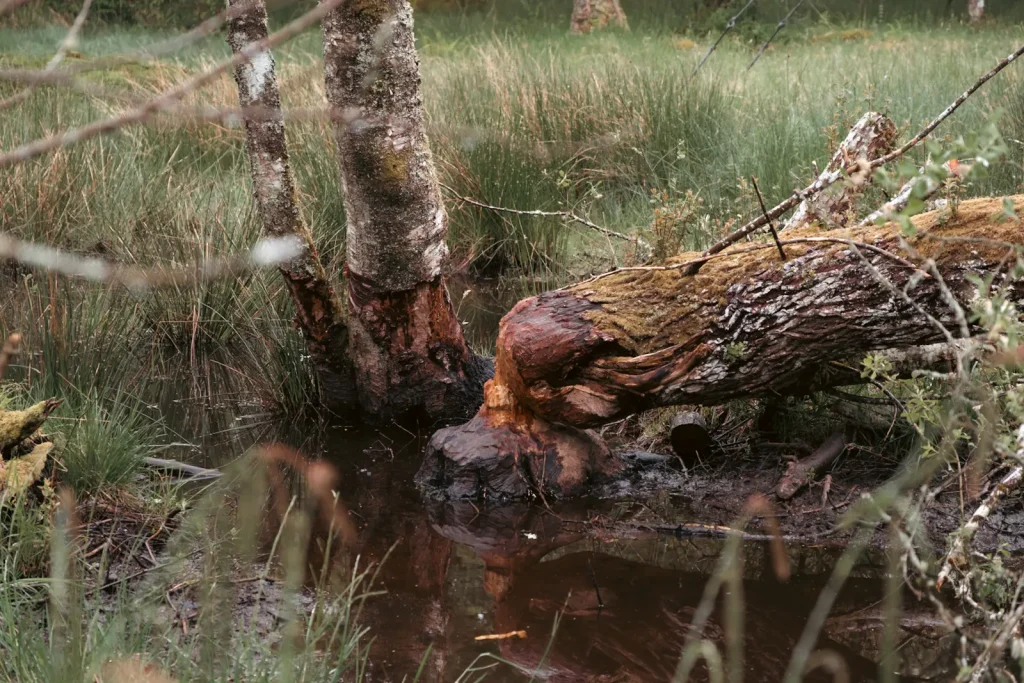A fallen tree, showing beaver activity in the Crieff area of Scotland.