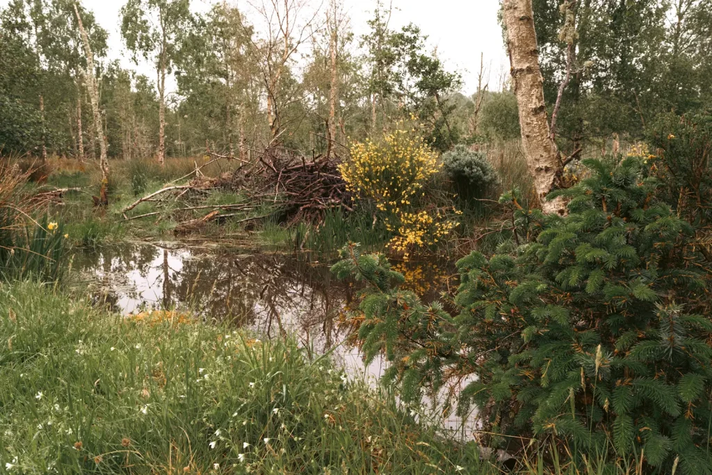 A Beaver lodge sits across from a body of water in Crieff Perthshire, Scotland.