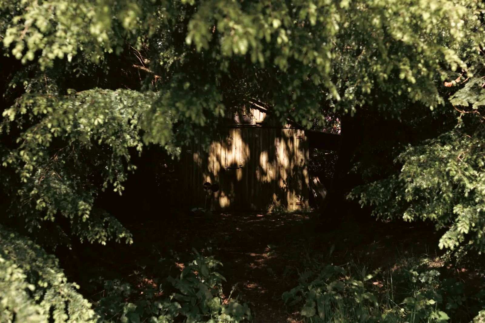 A lone shed lit by dappled light seen through a canopy of tree leaves in woodland in Perthshire Scotland. Photo is taken on the Fujifilm X-T5 camera.