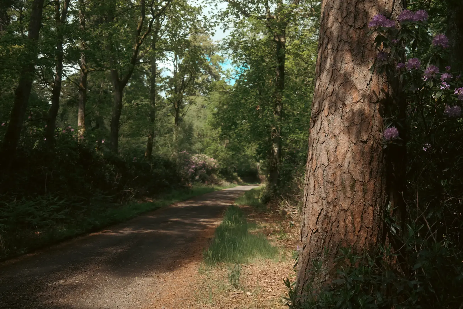 A photo of a woodland path with a Scots Pine ttree trunk prominent in the foreground. Photo is taken on a Fujifilm X-T5 camera and Fuji 16-55mm f/2.8II lens.