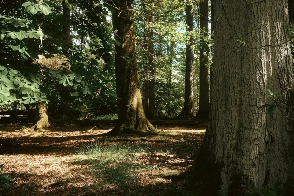 A low angle view of trees in woodland in Auchterarder, lit by shafts of light. Photo is taken on the Fuji X100VI camera. 