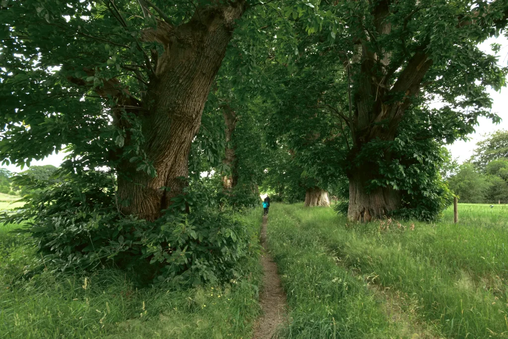 A photo of a rural path in Perthshire, Scotland with large ttrees lining each side and a child and grandmother walking in the distance. Photo is taken on the Nikon Z50II camera.
